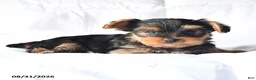 Yorkshire Terrier dogs for sale: Adam - Ad 3