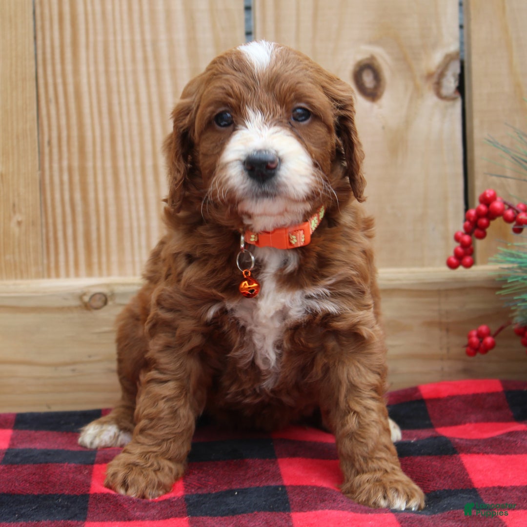 Irish Doodle dogs for sale: Annabelle - Mini - Ad 1