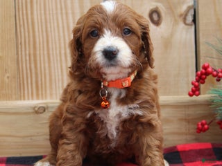 Irish Doodle dogs Annabelle - Mini - Ad 6