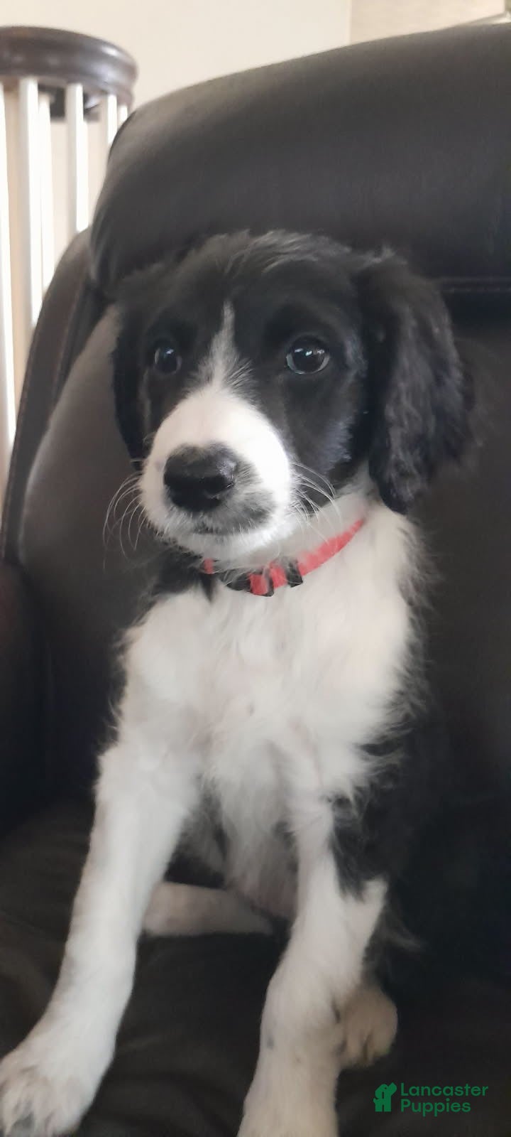 Bordoodle dogs Bordoodle Puppy 8 - Ad 10