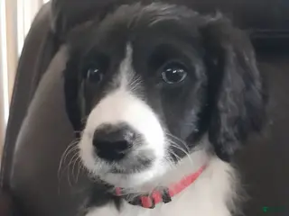 Bordoodle dogs Bordoodle Puppy 8 - Ad 10