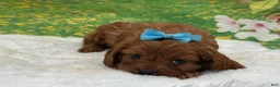 Cavapoo dogs for sale: Benny - Ad 1
