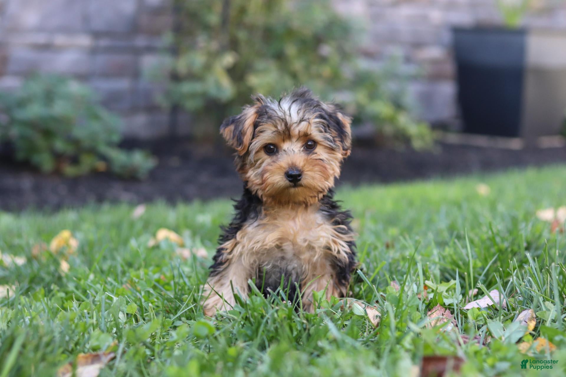 Yorkiepoo dogs Beckham - Ad 2