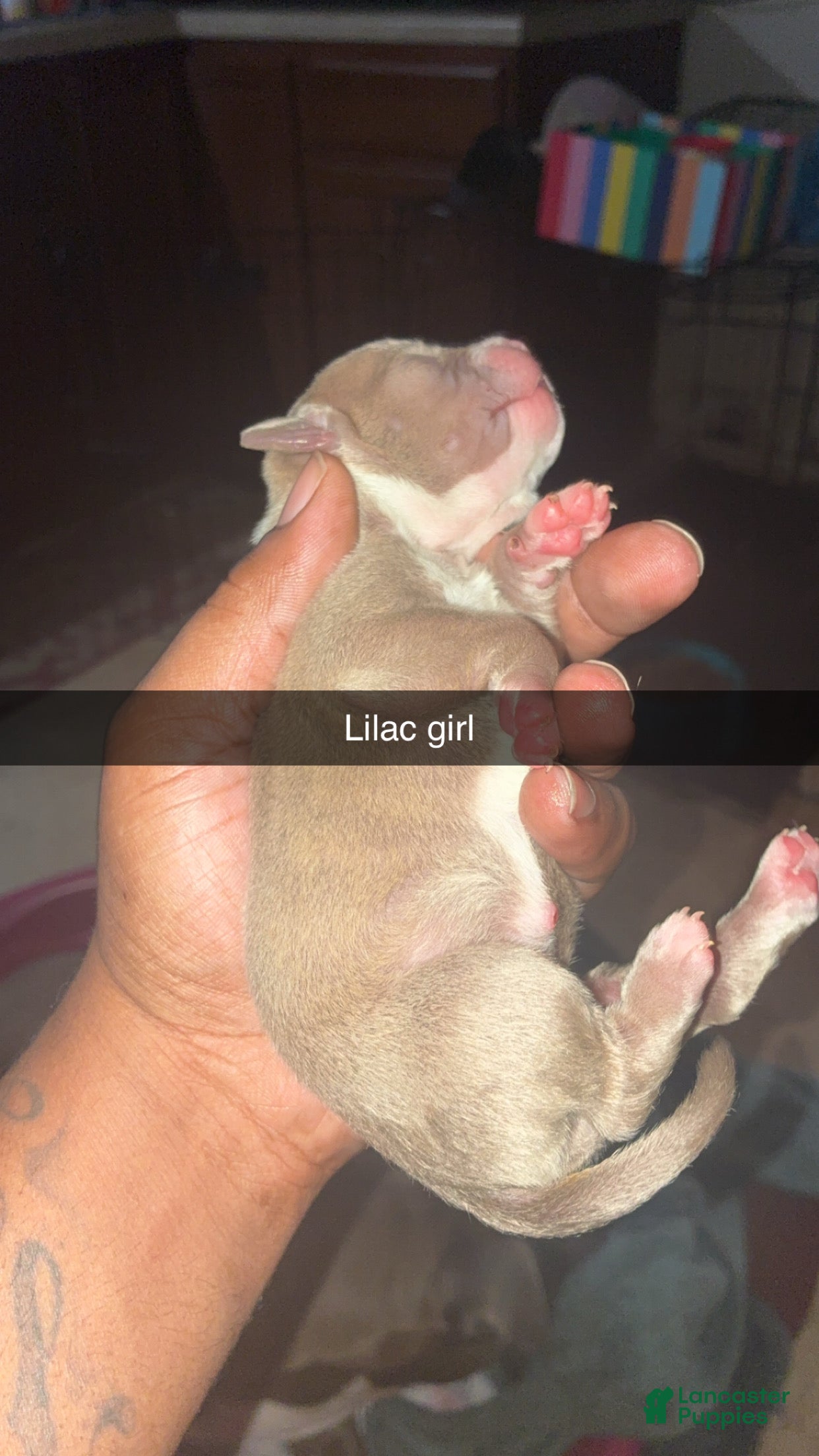 Mixed Breed dogs for sale: Mixed Breed Puppy 7 - Ad 4