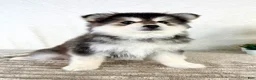Pomsky dogs for sale: Frost - Ad 3