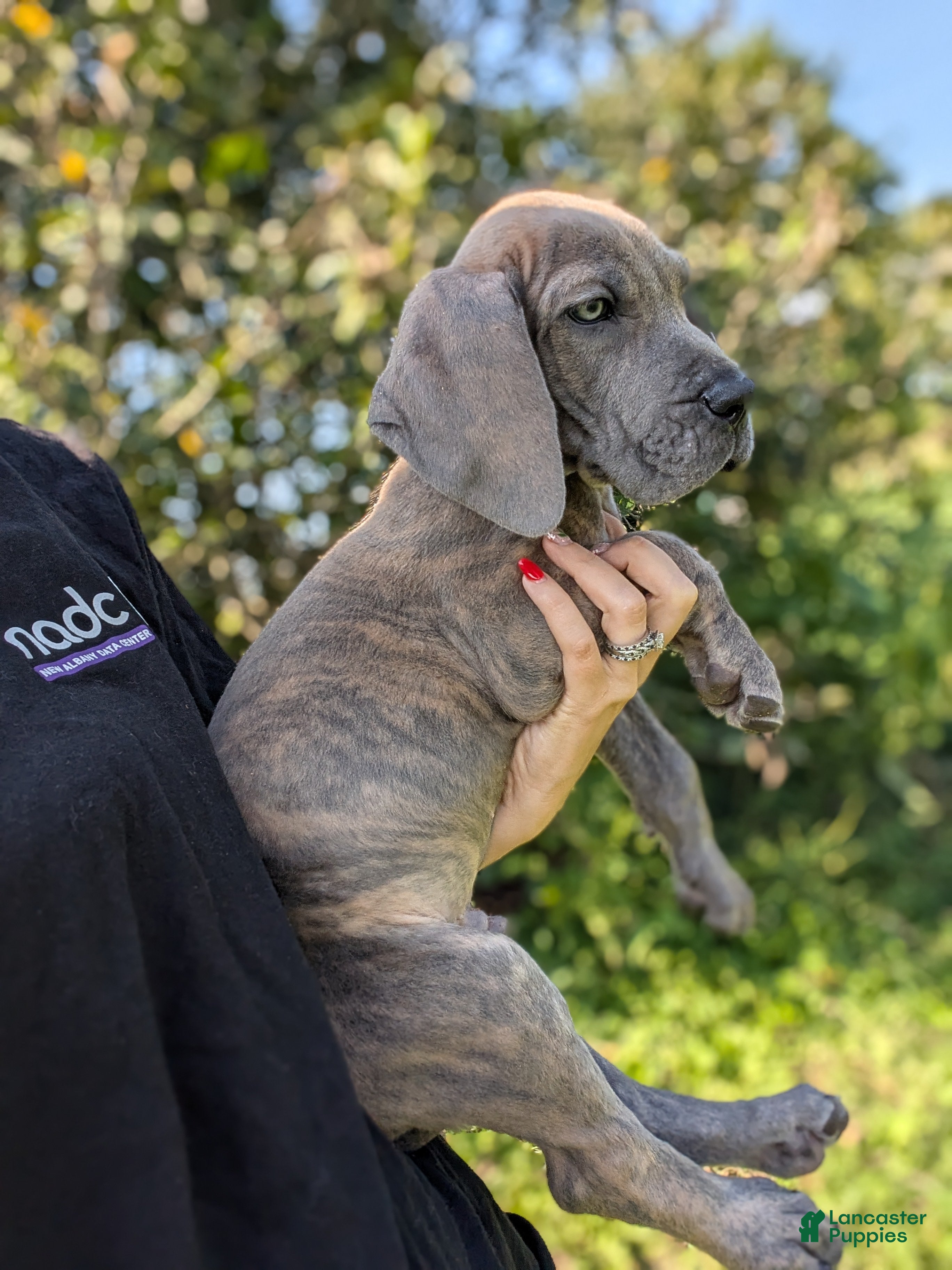 Great Dane dogs Draco-male - Ad 1