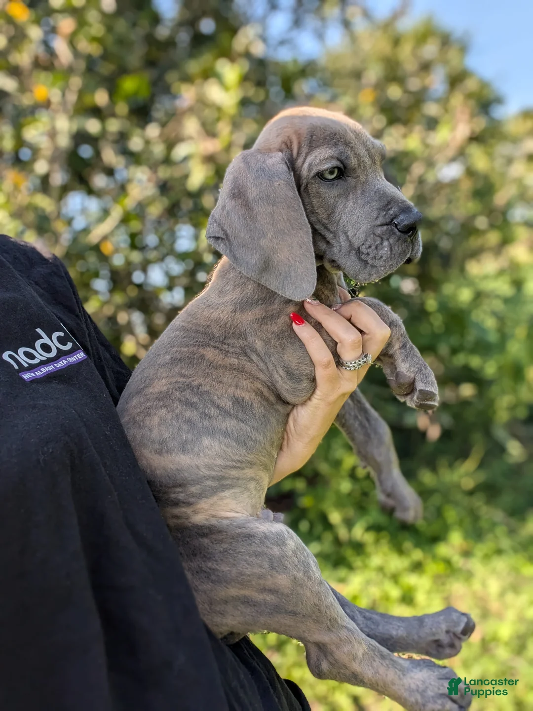 Great Dane dogs for sale: Draco-male - Ad 1