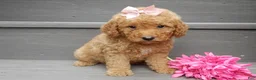 Mini Goldendoodle dogs for sale: Zara - Ad 3