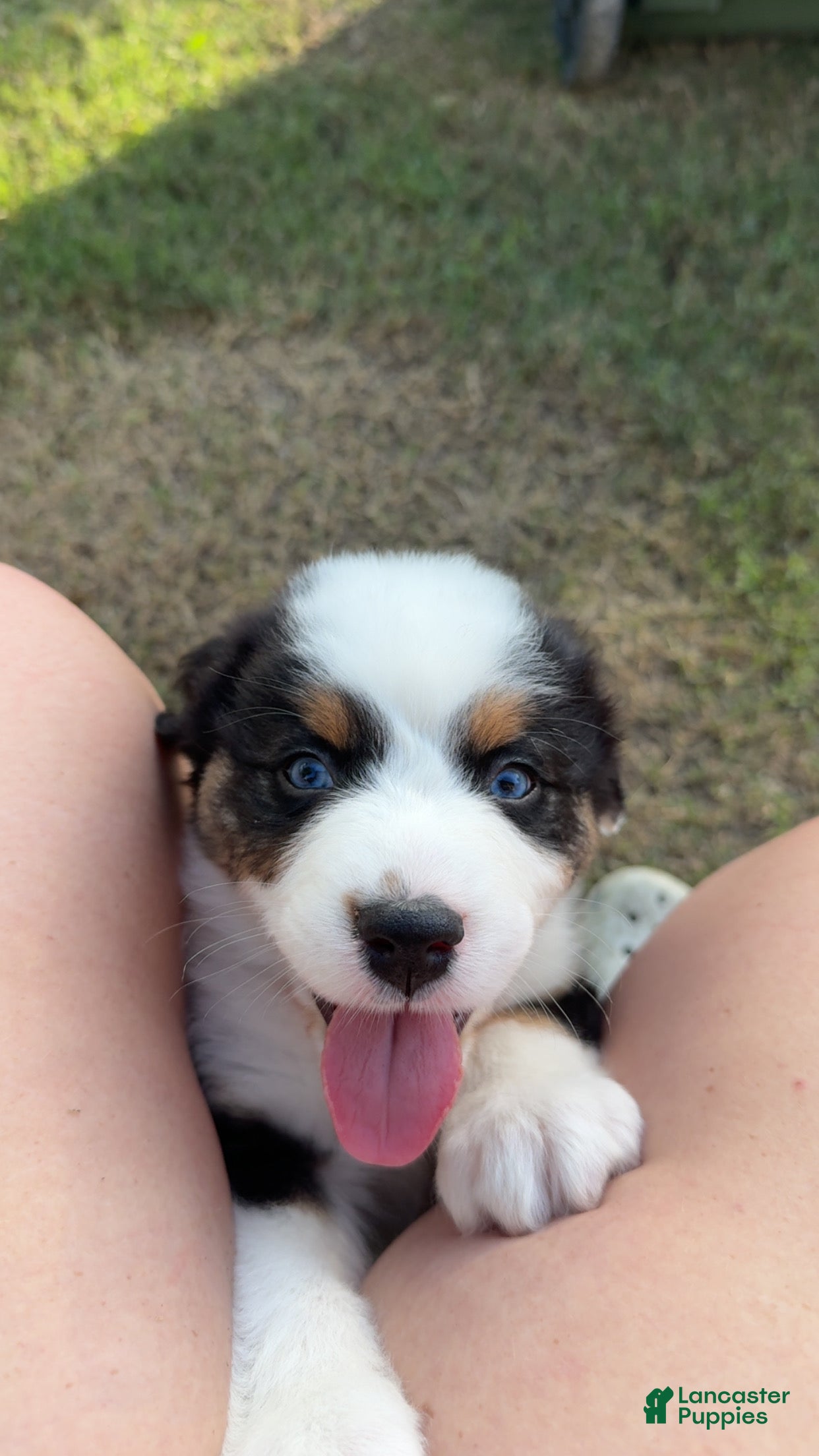 Australian Shepherd dogs Hank - Ad 1