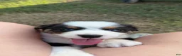 Australian Shepherd dogs for sale: Hank - Ad 1