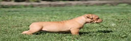 Olde English Bulldogge dogs for sale: Bluegates BETTY - Ad 4