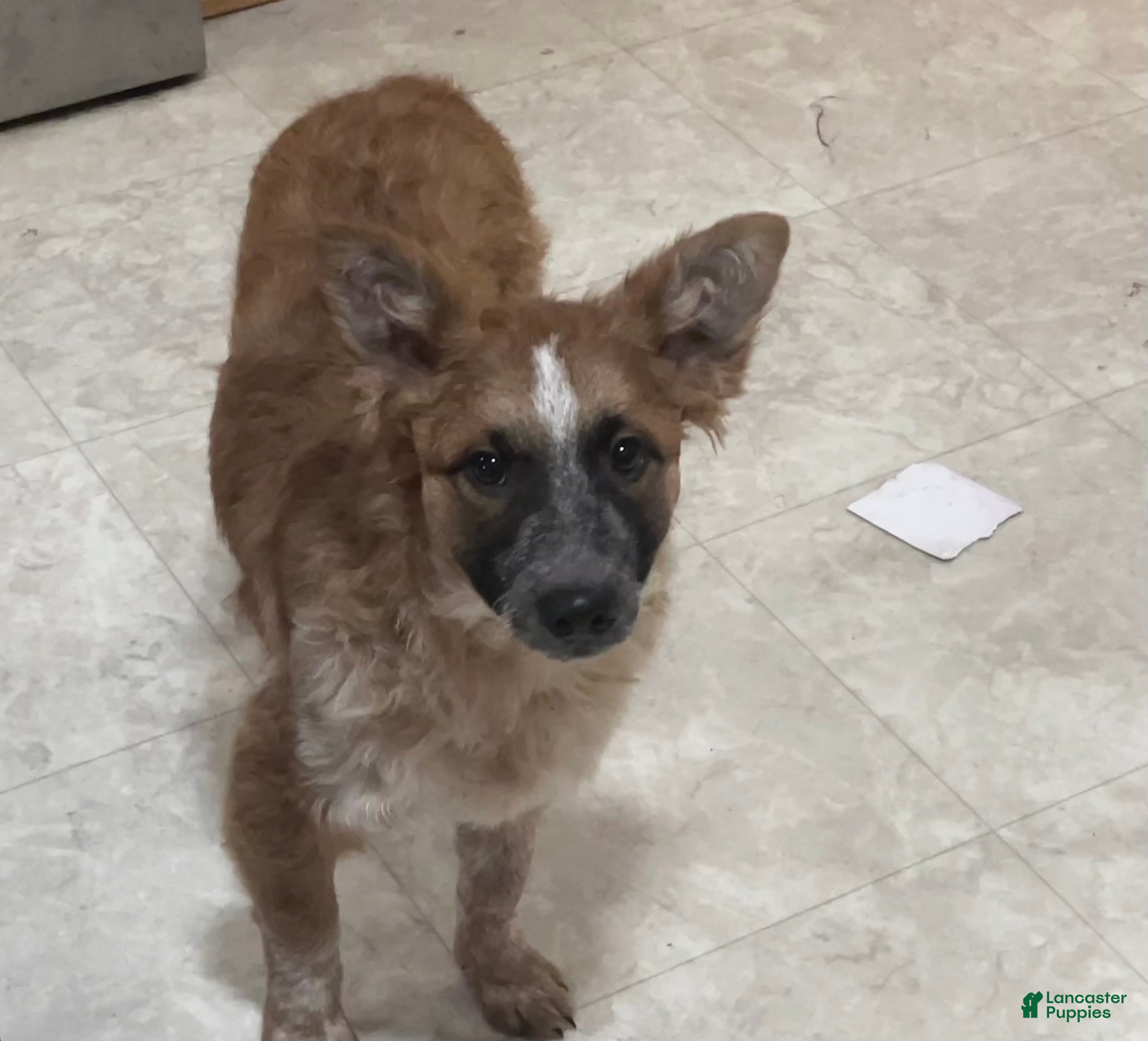 Mixed Breed dogs for sale: Tilly - Ad 3