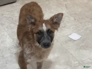 Mixed Breed dogs Tilly - Ad 2