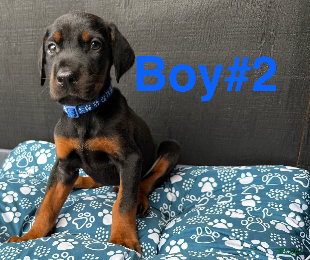 Doberman Pinscher dogs for sale: Doberman Pinscher Puppy 1 - Ad 2