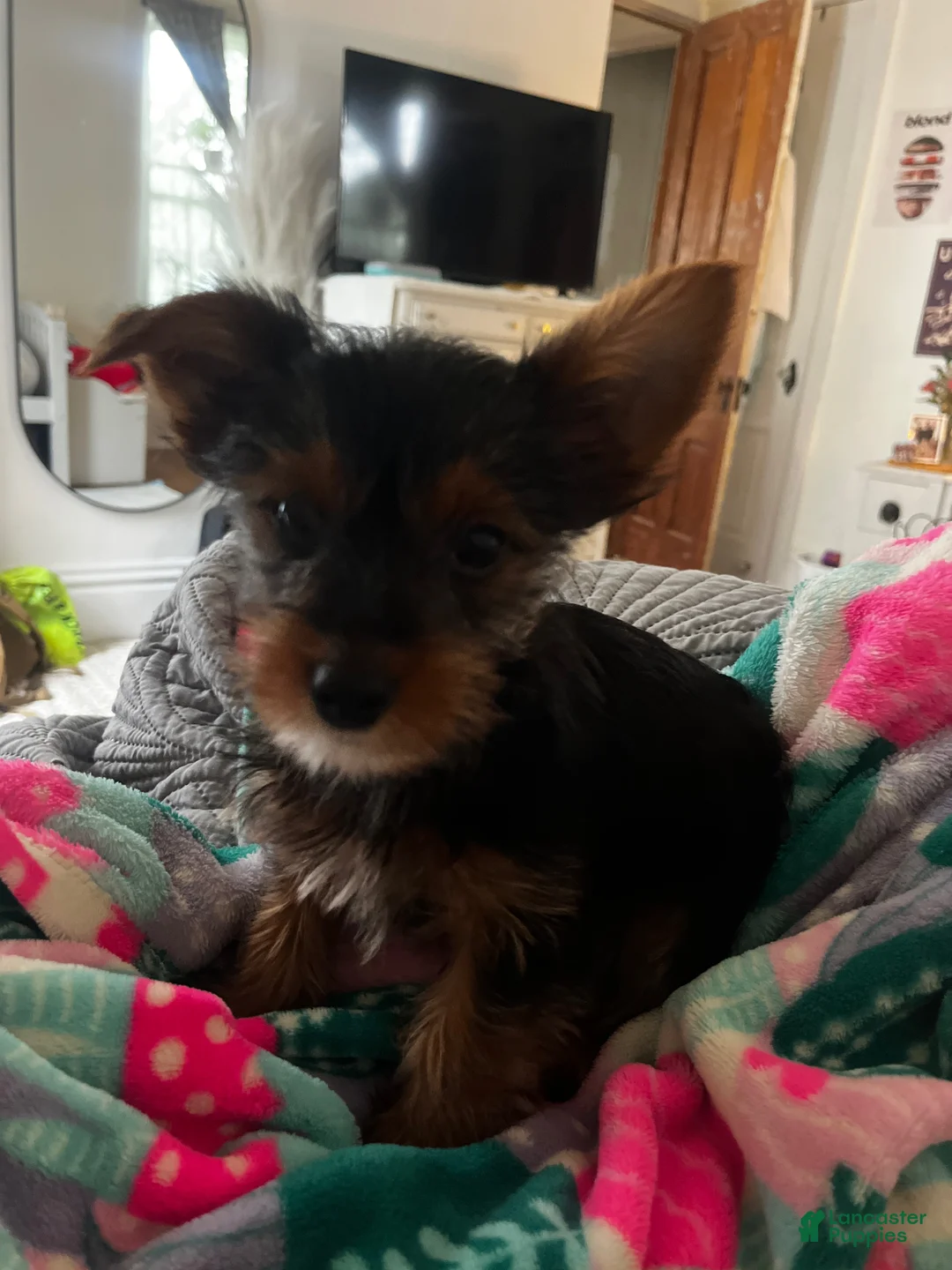 Yorkshire Terrier dogs for sale: Yorkshire Terrier Puppy 1 - Ad 2