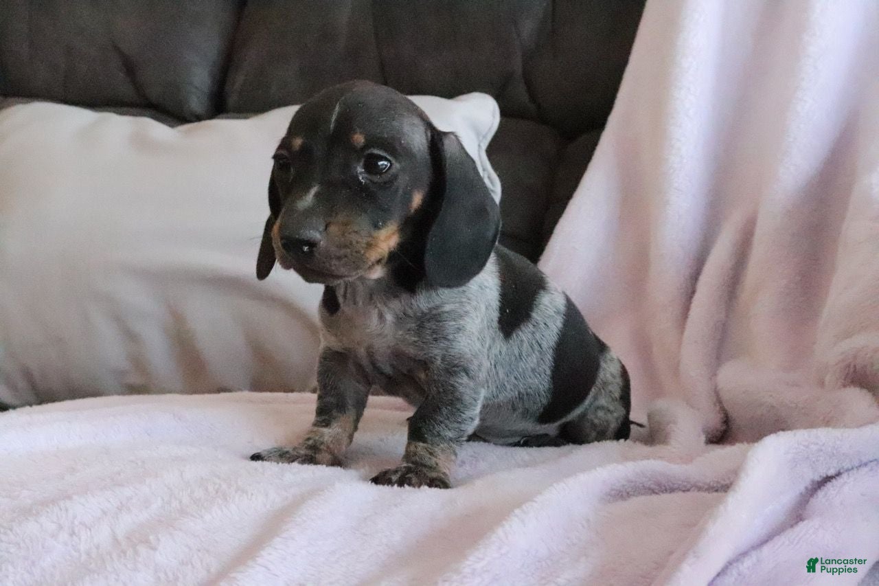 Miniature Dachshund dogs Miniature Dachshund Puppy 1 - Ad 41