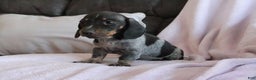 Miniature Dachshund dogs for sale: Miniature Dachshund Puppy 1 - Ad 1