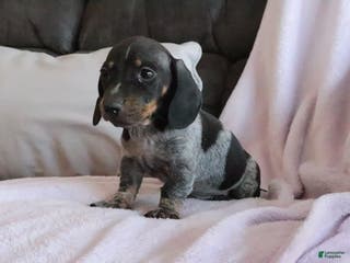 Miniature Dachshund dogs Miniature Dachshund Puppy 1 - Ad 41