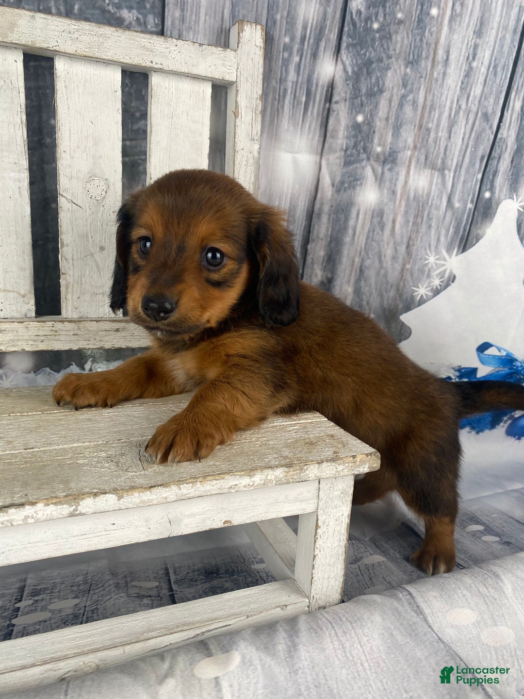 Miniature Dachshund dogs for sale: Dolly - Ad 8