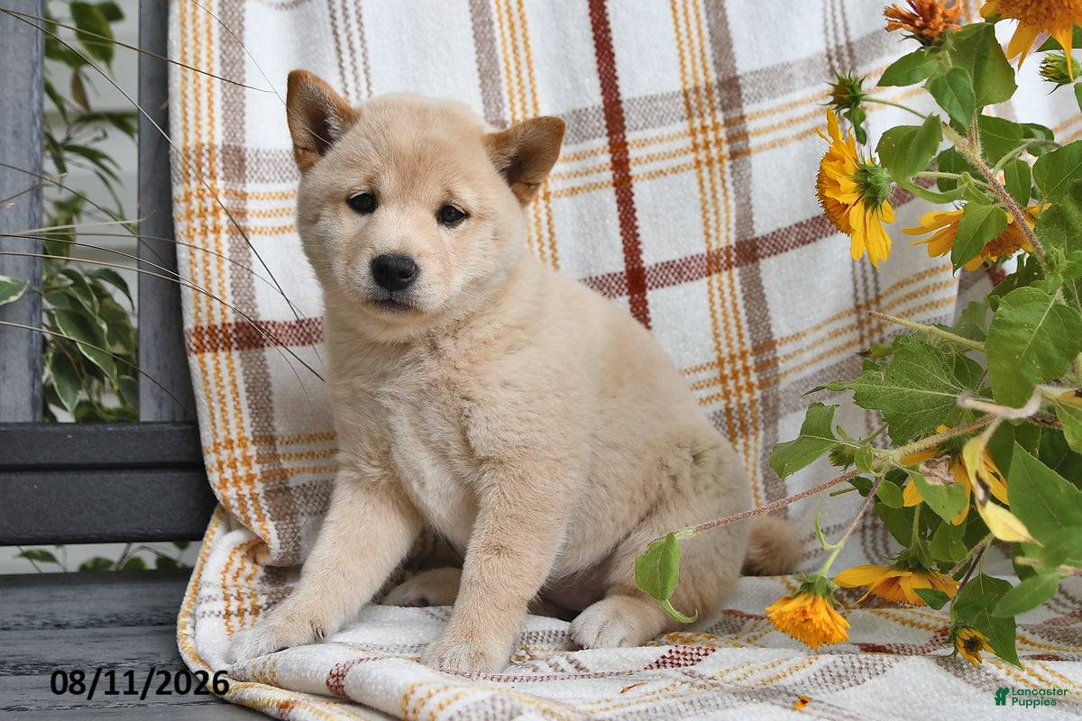 Shiba Inu dogs Rosie - Ad 2