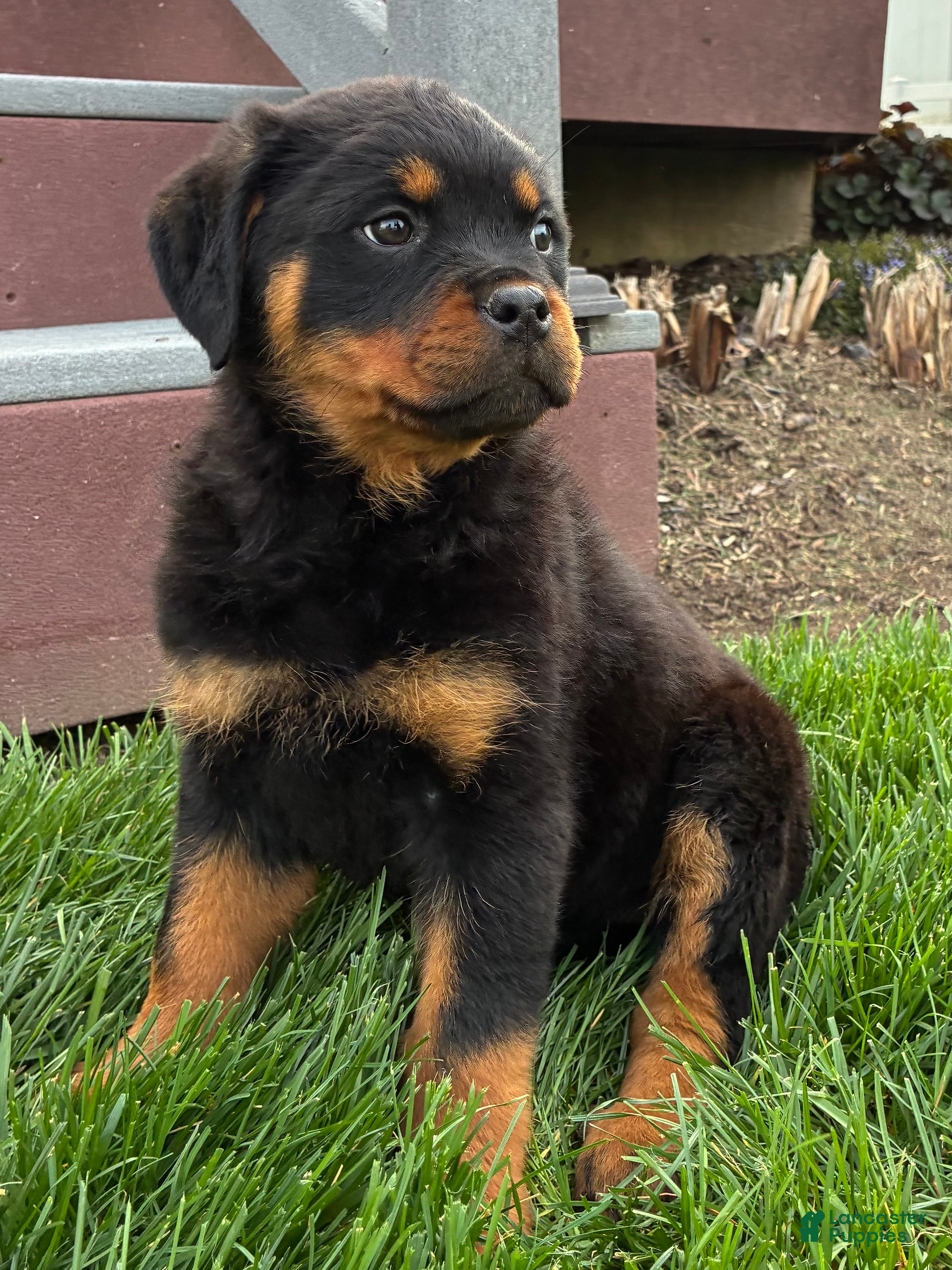 Rottweiler dogs Bonnie - Ad 2