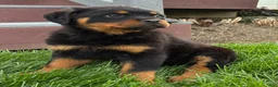 Rottweiler dogs for sale: Bonnie - Ad 2