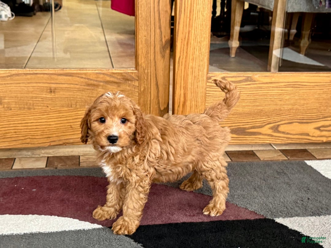 Cavapoo dogs for sale: Perry F1b - Ad 5