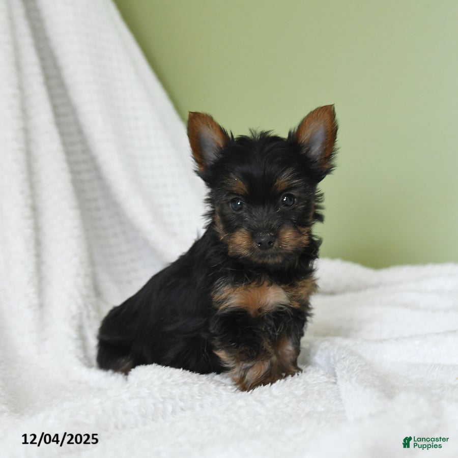 Yorkshire Terrier dogs Samuel - Ad 37