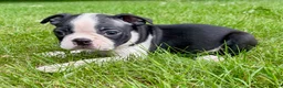 Boston Terrier dogs for sale: Boston Terrier  - Ad 10