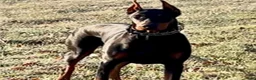 Doberman Pinscher dogs for sale: Upcoming Doberman Litter  - Ad 6