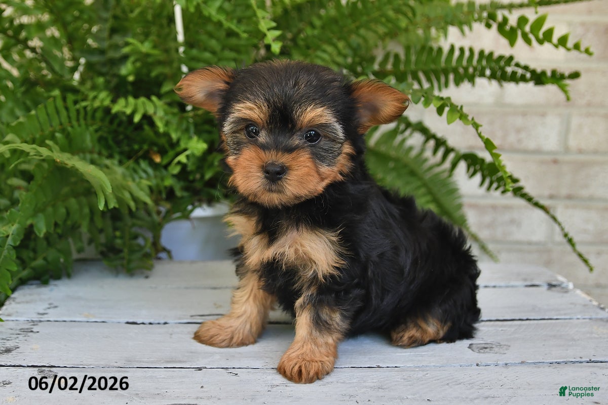 Yorkshire Terrier dogs for sale: Waffles - Ad 3