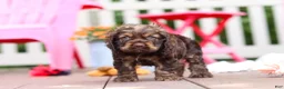 Cocker Spaniel dogs for sale: Cody - Ad 4