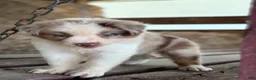 Australian Shepherd dogs for sale: Banks - Ad 15