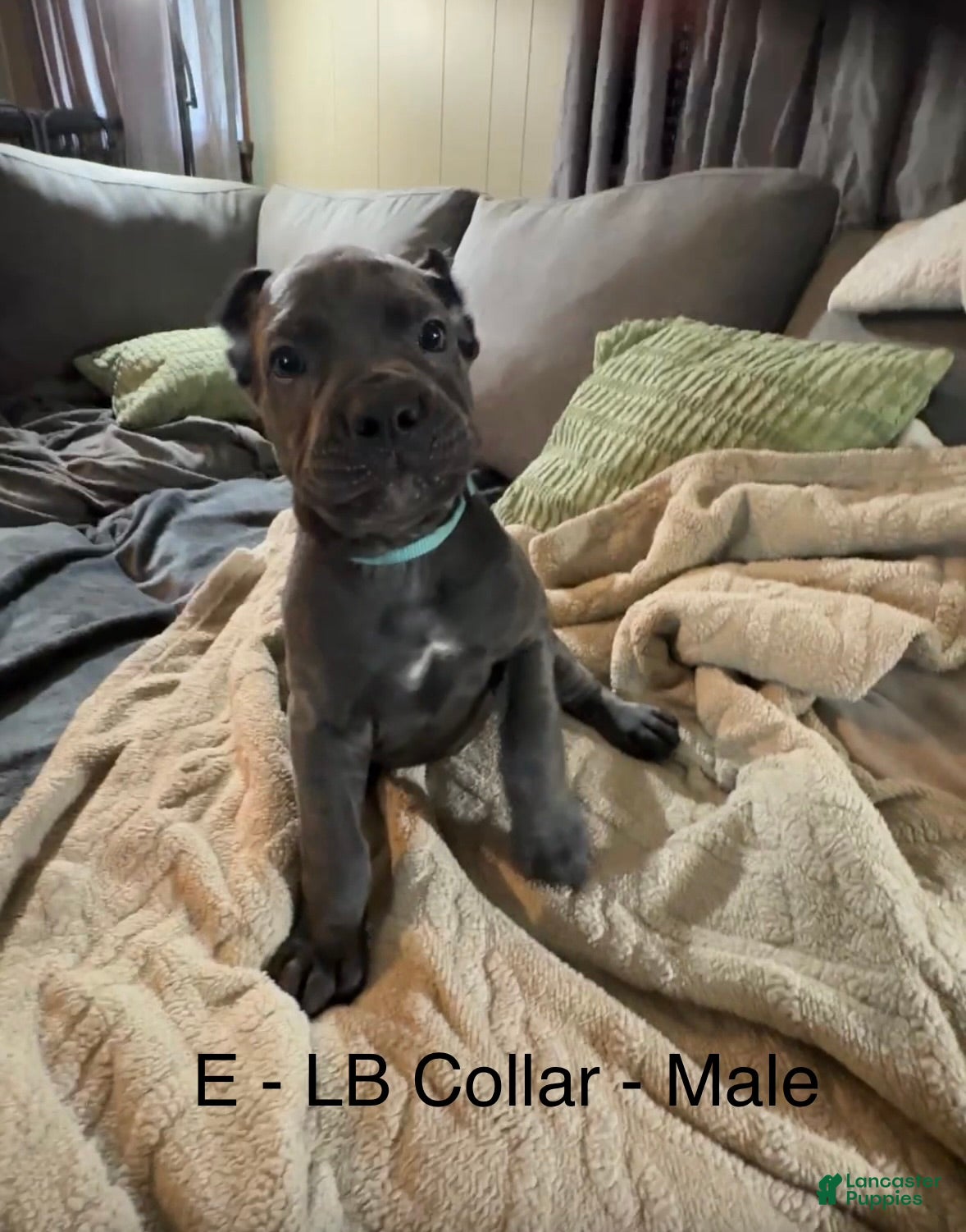 Cane Corso dogs Cane Corso light Blue - Ad 22