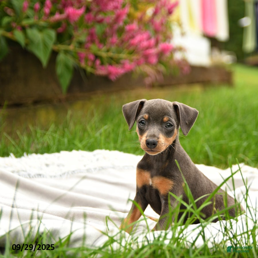 Miniature Pinscher dogs Jake - Ad 6