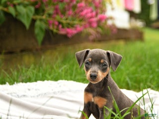 Miniature Pinscher dogs - Ad 4