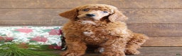 Standard Poodle dogs for sale: Austin - Ad 1