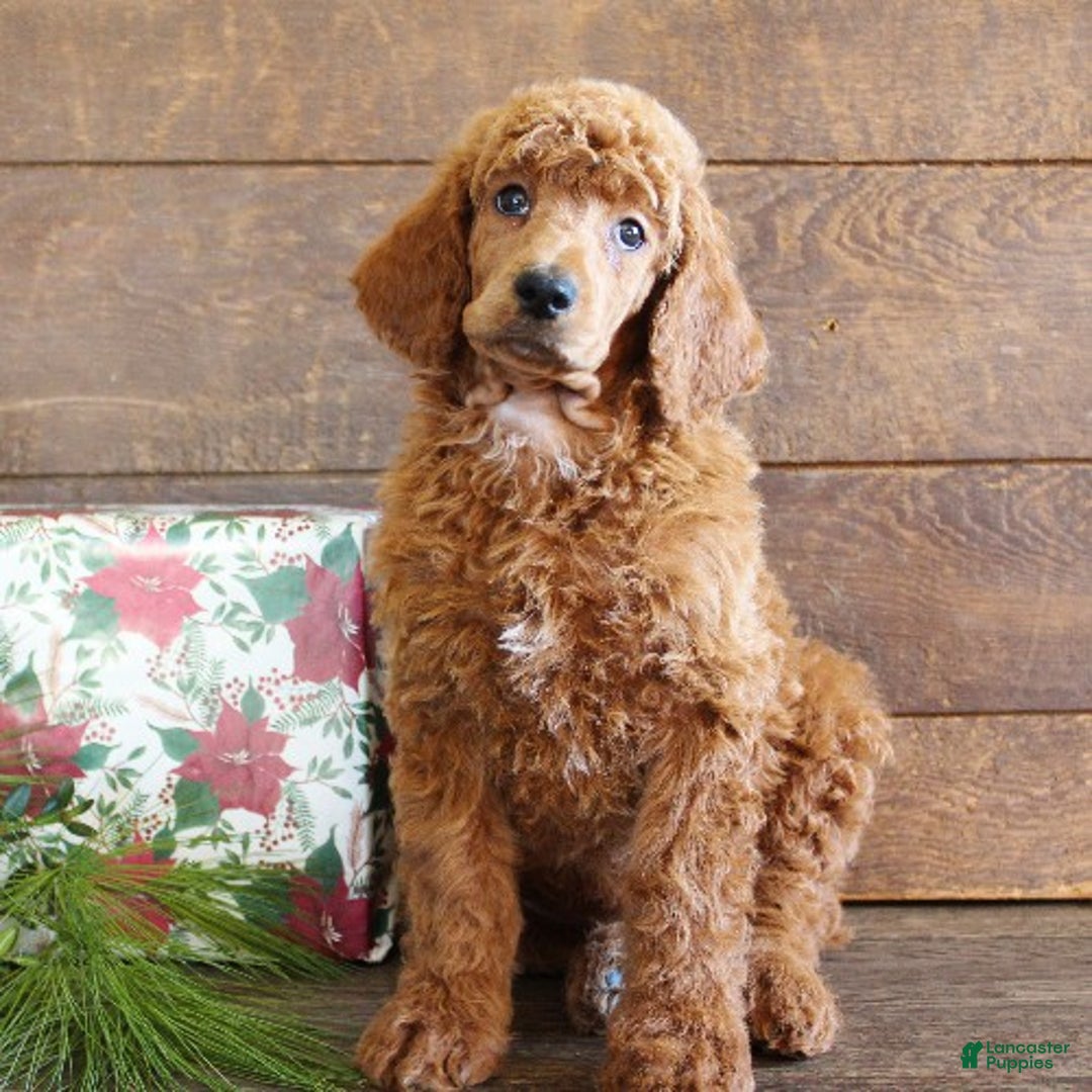 Standard Poodle dogs for sale: Austin - Ad 1