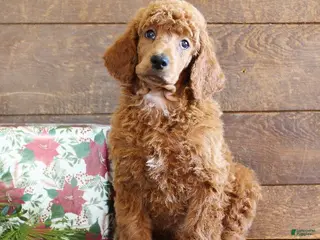 Standard Poodle dogs Austin - Ad 22