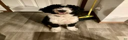 Bernedoodle dogs for sale: Bernedoodle Puppy 6 - Ad 4