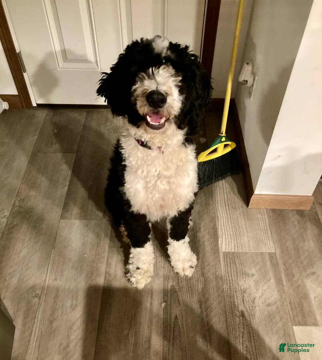Bernedoodle dogs for sale: Bernedoodle Puppy 6 - Ad 4