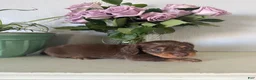 Miniature Dachshund dogs for sale: Cooper - Ad 15