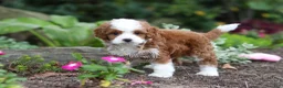 Cavapoo dogs for sale: Brody - Ad 7