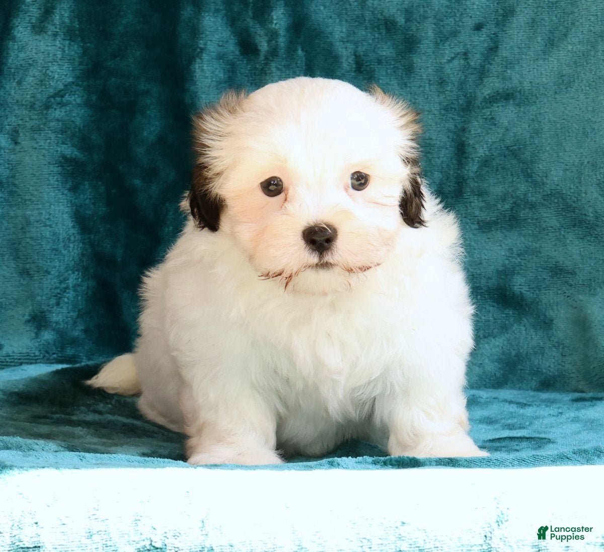 Malshi dogs Braxton - Ad 2