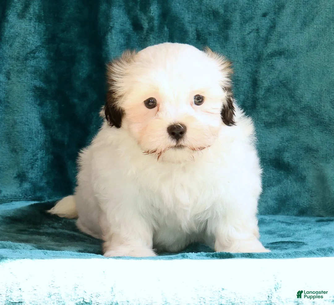 Malshi dogs for sale: Braxton - Ad 2