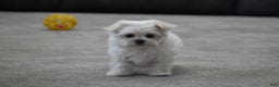 Maltese dogs for sale: Scamp - Ad 5