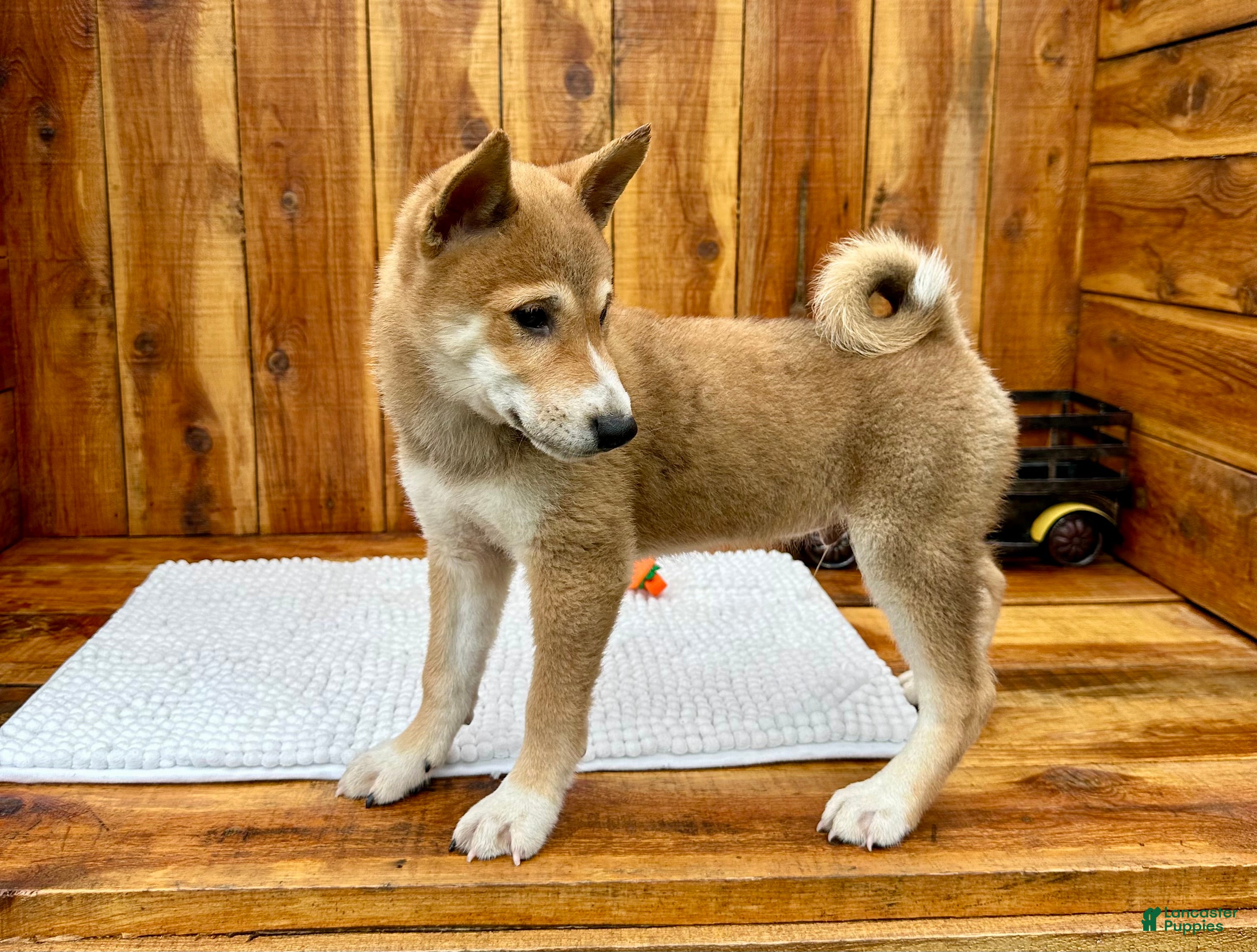 Shiba Inu dogs Shiba Inu Puppy 4 - Ad 1