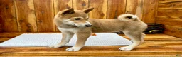 Shiba Inu dogs for sale: Shiba Inu Puppy 4 - Ad 2