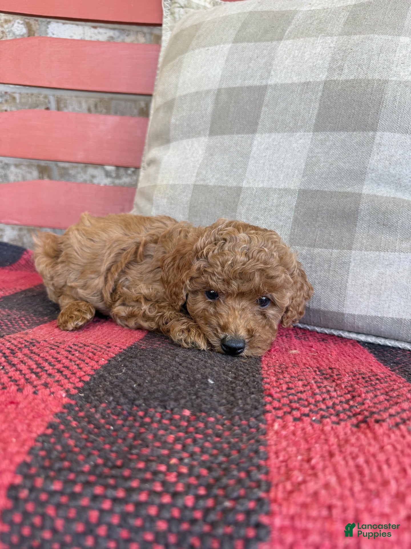 Mixed Breed dogs Trixie - Ad 33