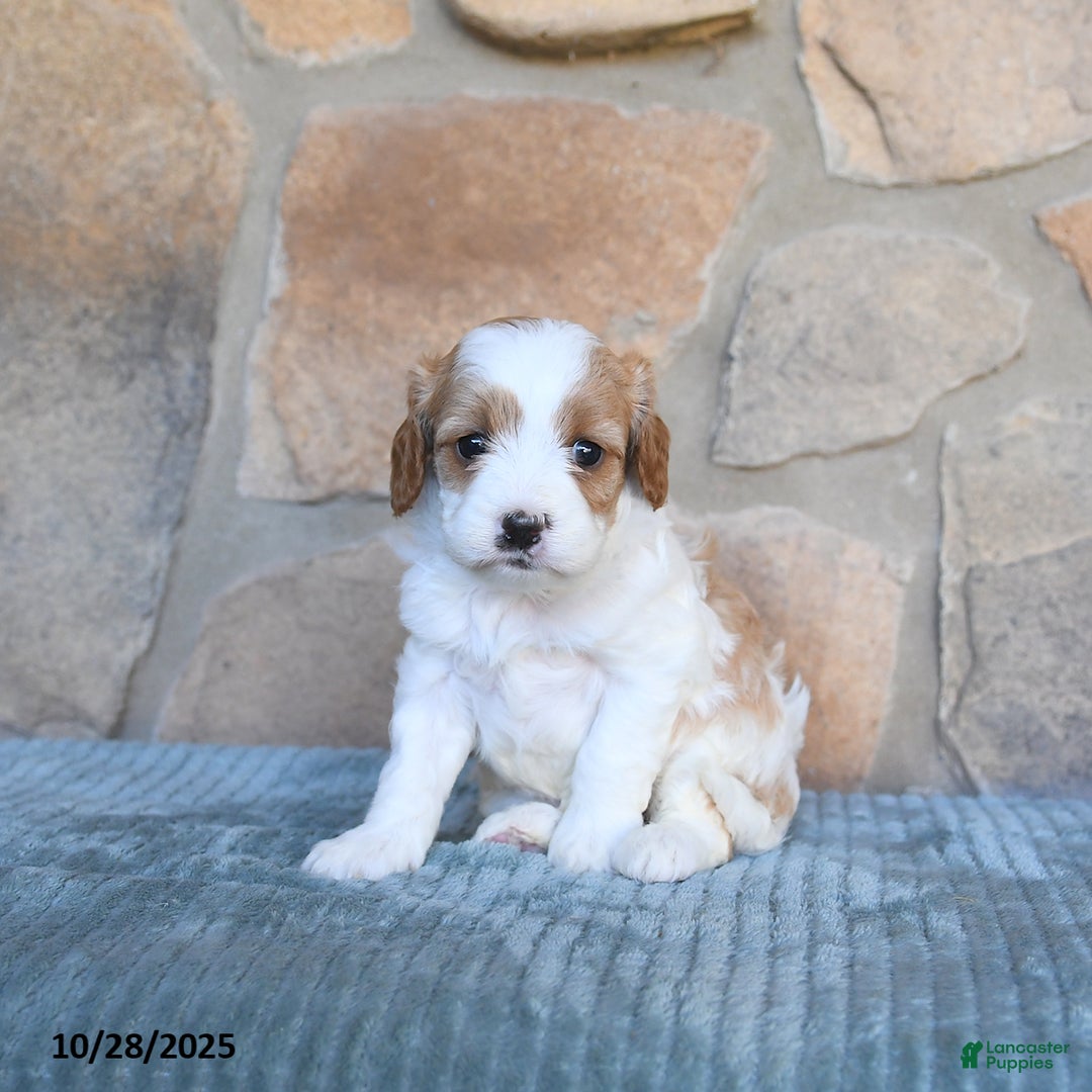 Cavapoo dogs for sale: Felicity - Ad 4